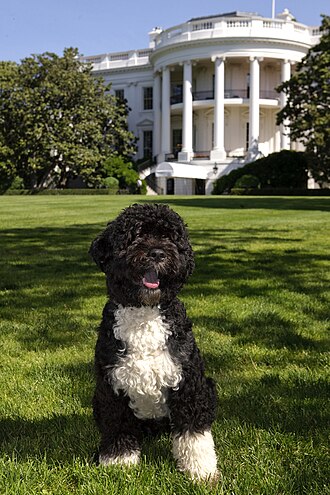 Bo, the Obama family dog